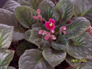 [Foto de planta, jardin, jardineria]
