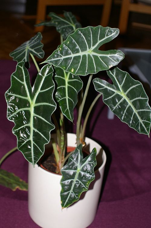 [Foto de planta, jardin, jardineria]