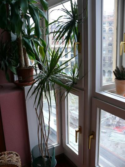 [Foto de planta, jardin, jardineria]