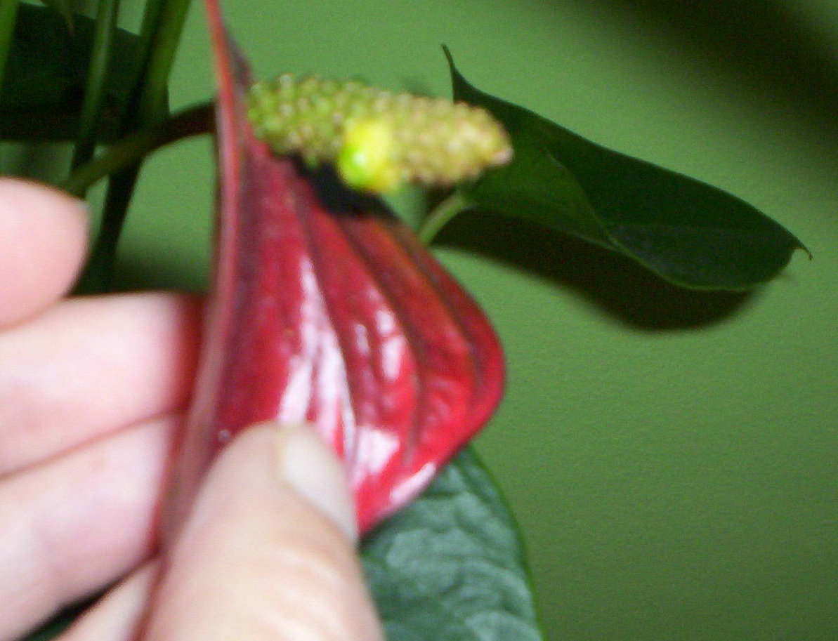 [Foto de planta, jardin, jardineria]