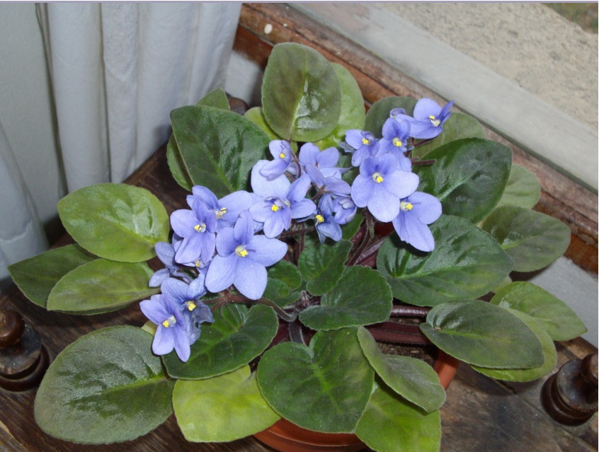 [Foto de planta, jardin, jardineria]