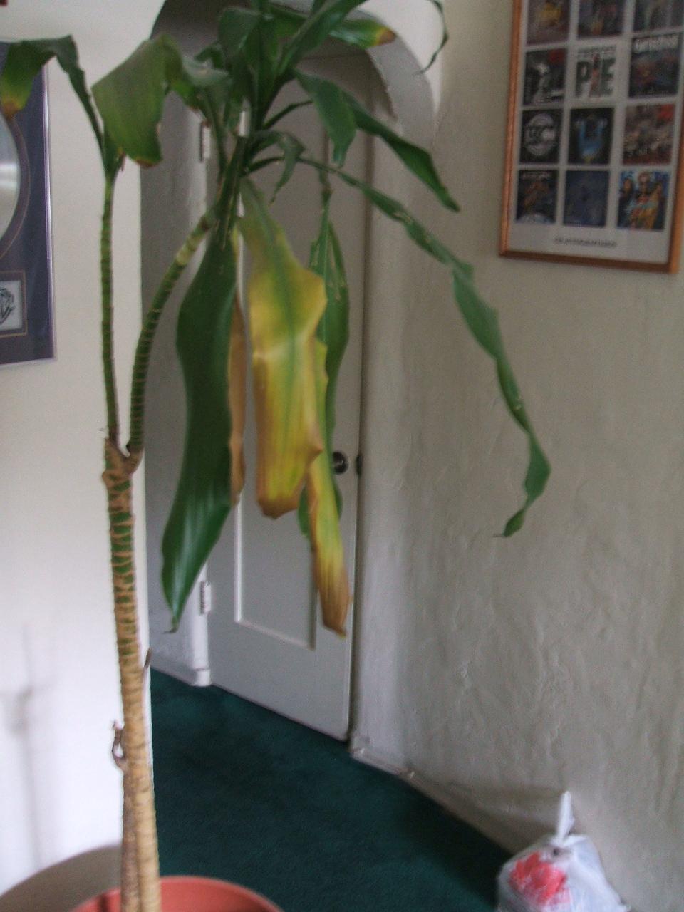 [Foto de planta, jardin, jardineria]