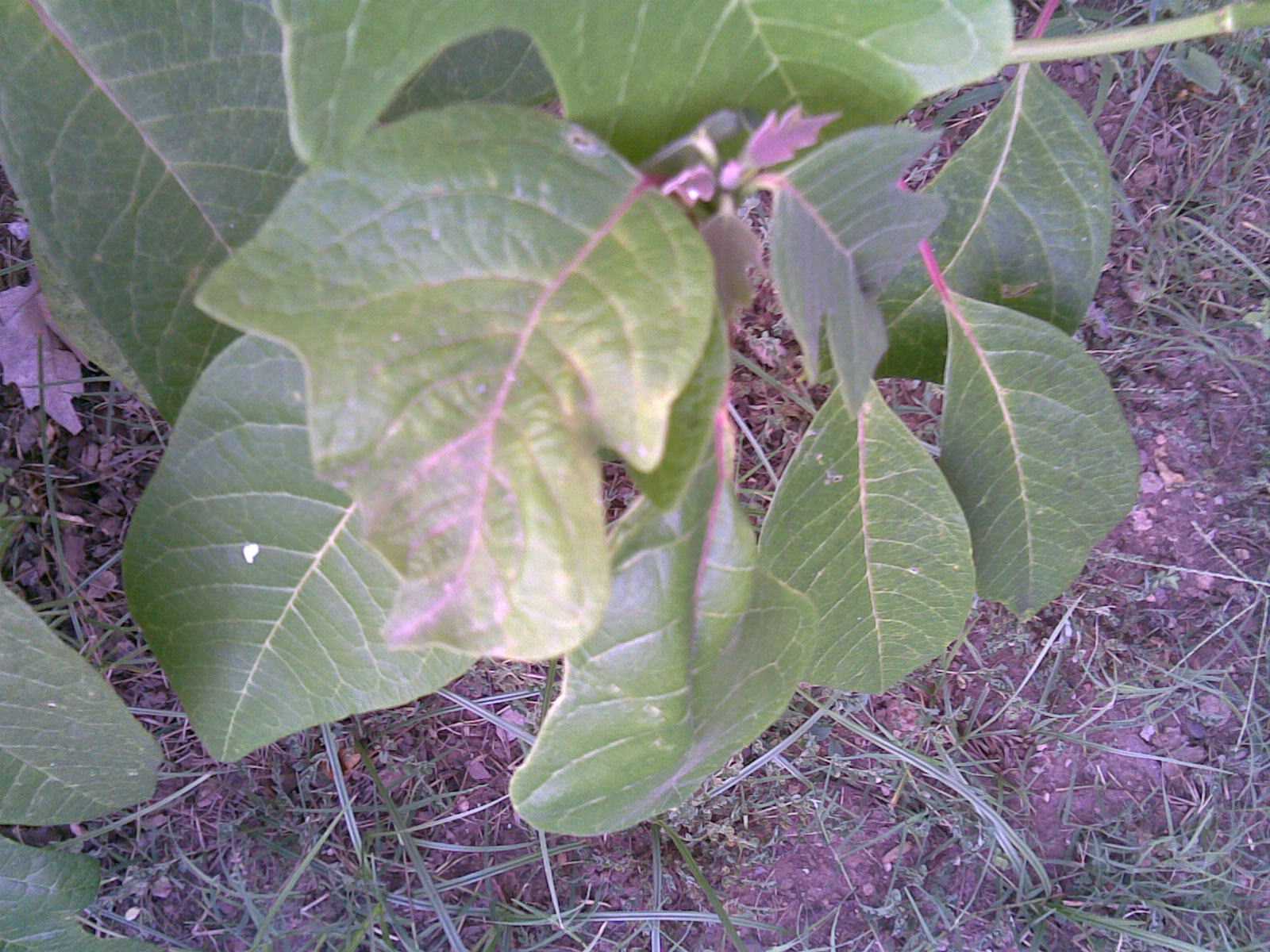 [Foto de planta, jardin, jardineria]