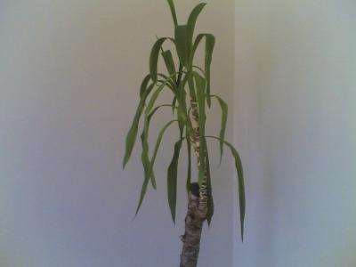 [Foto de planta, jardin, jardineria]