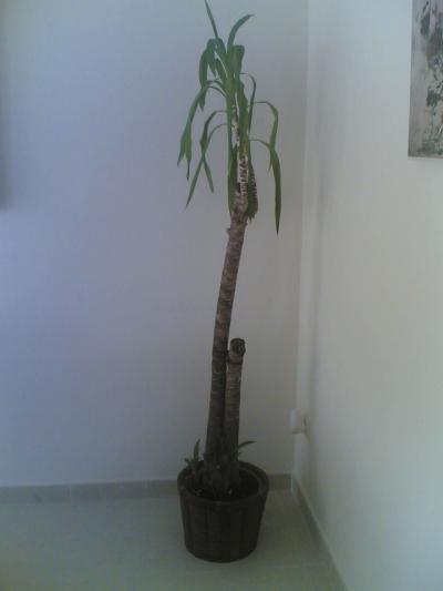 [Foto de planta, jardin, jardineria]