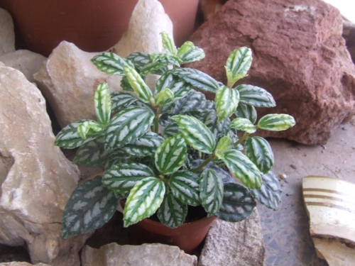 [Foto de planta, jardin, jardineria]
