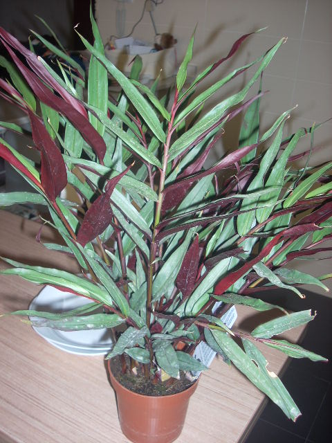 [Foto de planta, jardin, jardineria]