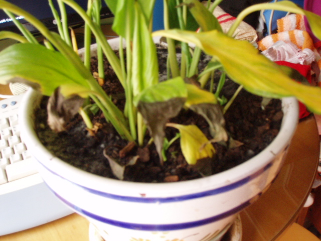 [Foto de planta, jardin, jardineria]