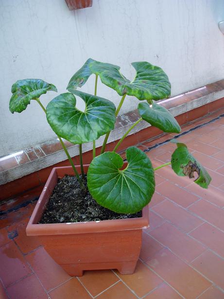 [Foto de planta, jardin, jardineria]