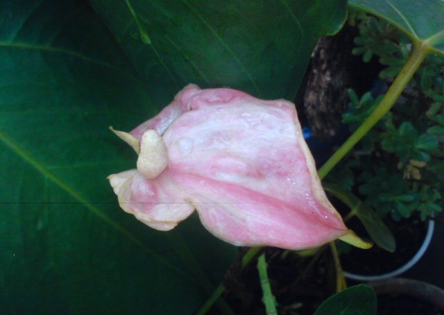 [Foto de planta, jardin, jardineria]