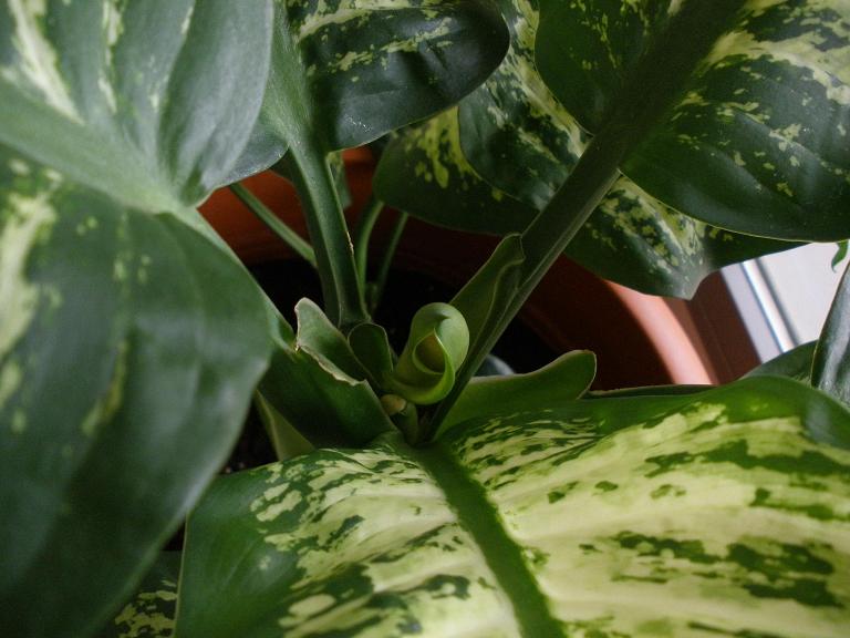 [Foto de planta, jardin, jardineria]