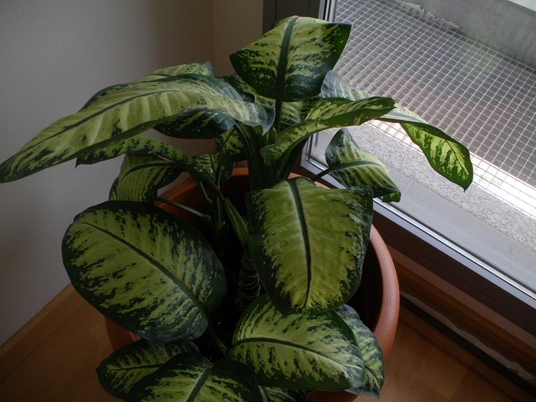 [Foto de planta, jardin, jardineria]