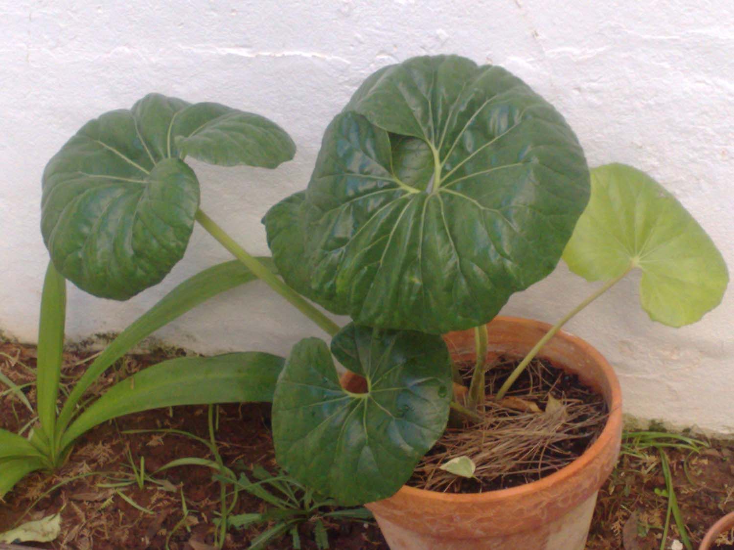 [Foto de planta, jardin, jardineria]