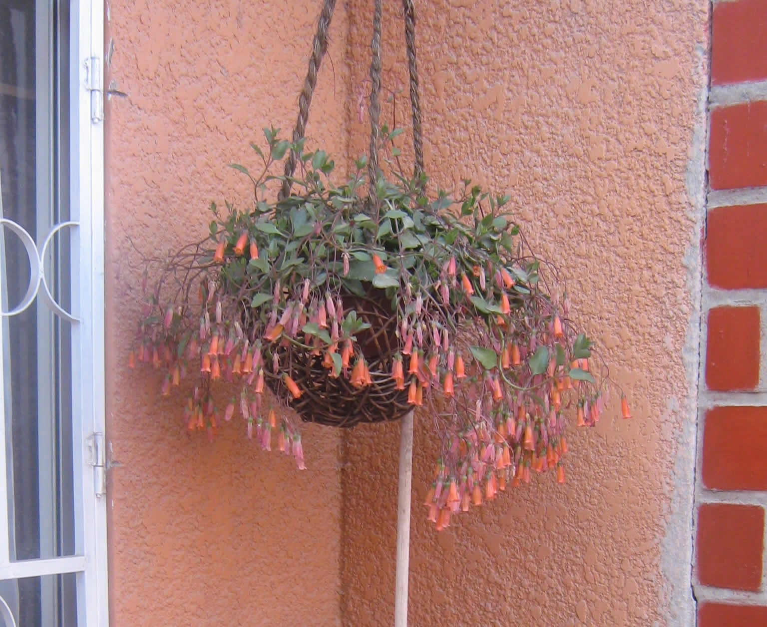 [Foto de planta, jardin, jardineria]