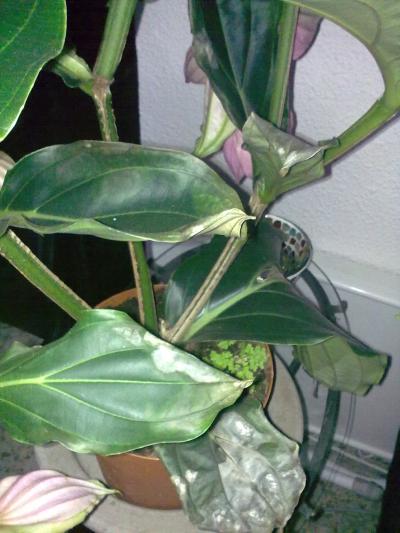 [Foto de planta, jardin, jardineria]