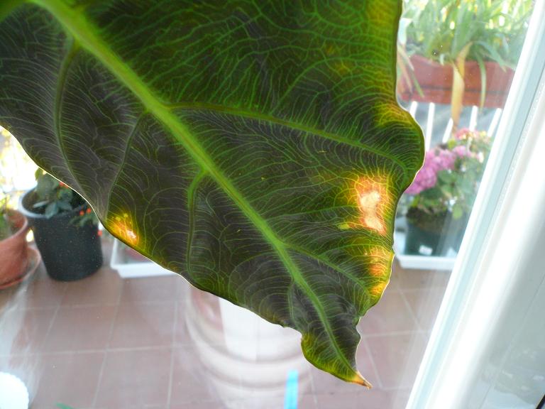 [Foto de planta, jardin, jardineria]