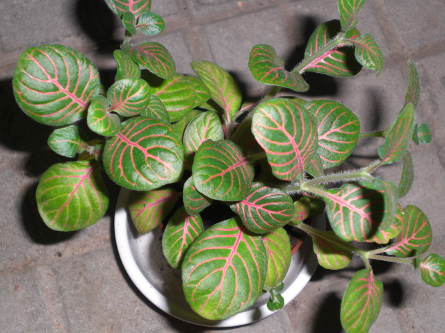 [Foto de planta, jardin, jardineria]
