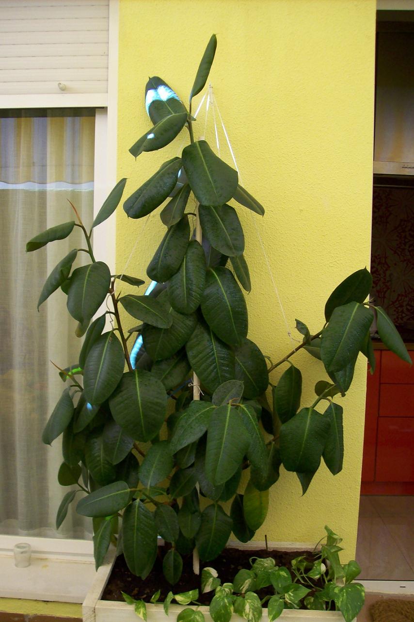 [Foto de planta, jardin, jardineria]