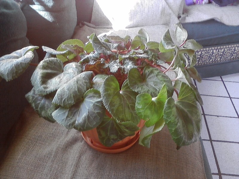 [Foto de planta, jardin, jardineria]