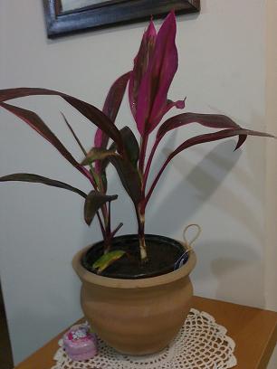 [Foto de planta, jardin, jardineria]
