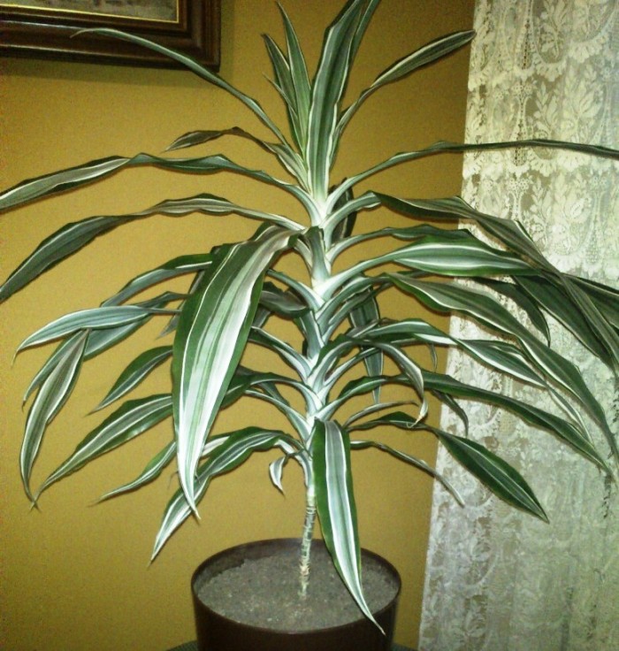 [Foto de planta, jardin, jardineria]