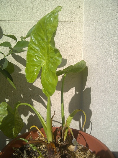 [Foto de planta, jardin, jardineria]