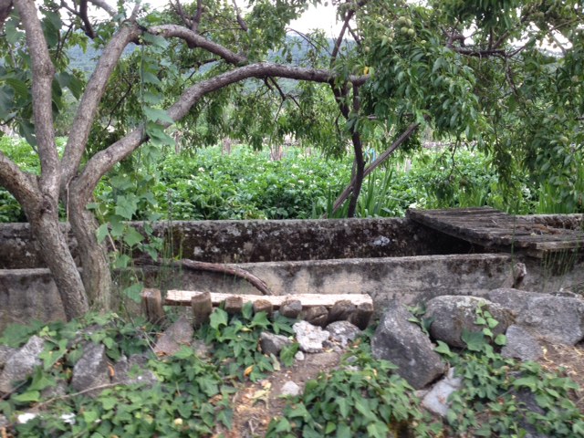 [Foto de planta, jardin, jardineria]
