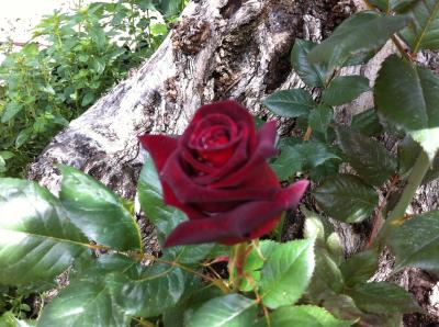 [Foto de planta, jardin, jardineria]