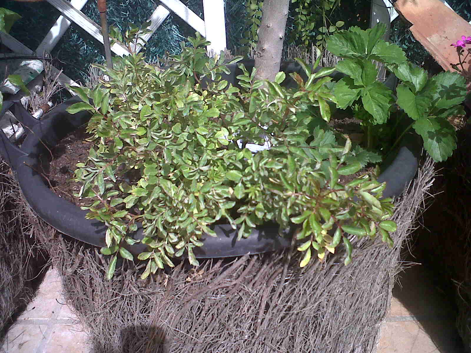 [Foto de planta, jardin, jardineria]