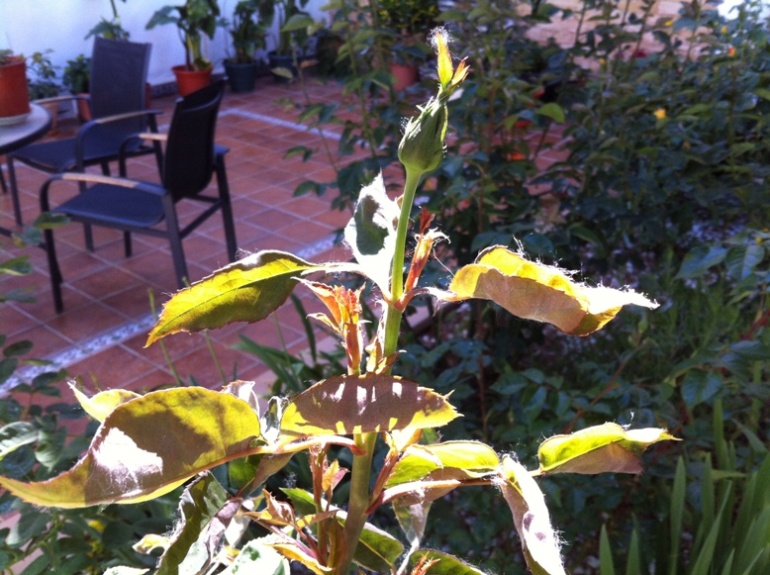 [Foto de planta, jardin, jardineria]