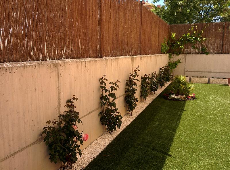 [Foto de planta, jardin, jardineria]