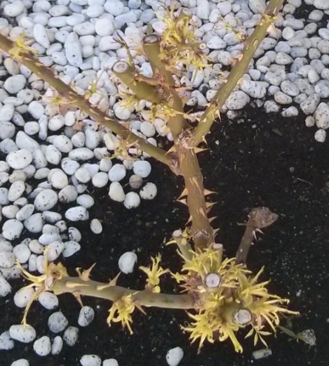 [Foto de planta, jardin, jardineria]