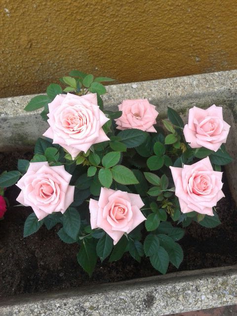 [Foto de planta, jardin, jardineria]