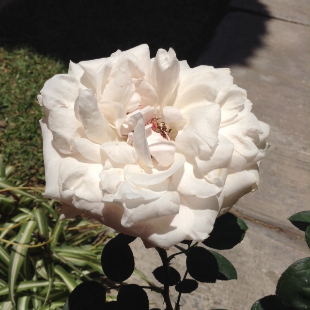 ROSA NEGRA. - Foro de InfoJardín  Rosas negras, Flores bonitas, Rosas  bonitas