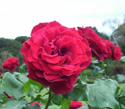 [Foto de planta, jardin, jardineria]