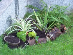 [Foto de planta, jardin, jardineria]