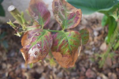 [Foto de planta, jardin, jardineria]