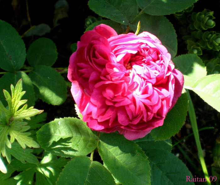 [Foto de planta, jardin, jardineria]