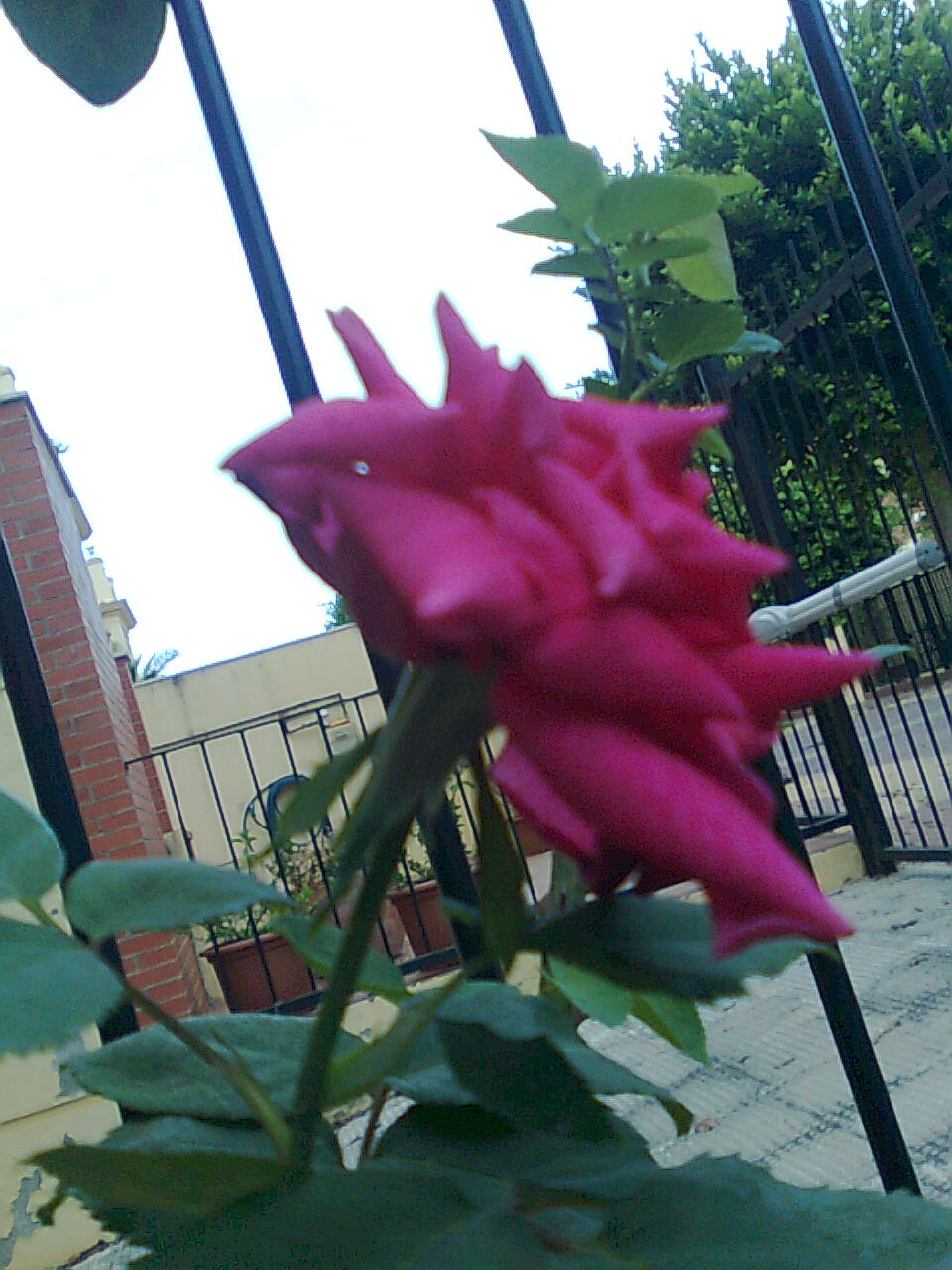 [Foto de planta, jardin, jardineria]