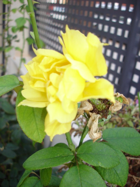 [Foto de planta, jardin, jardineria]