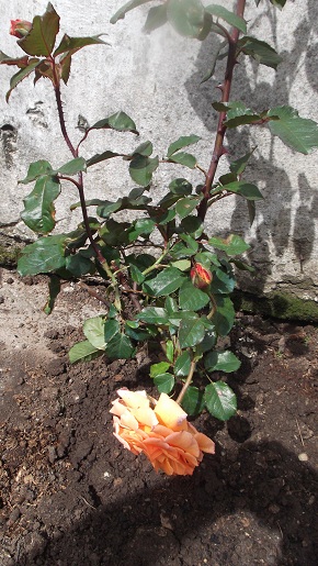 [Foto de planta, jardin, jardineria]