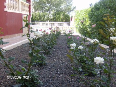 [Foto de planta, jardin, jardineria]