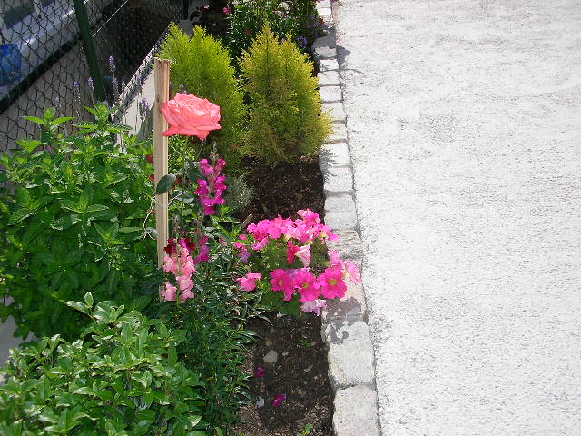[Foto de planta, jardin, jardineria]