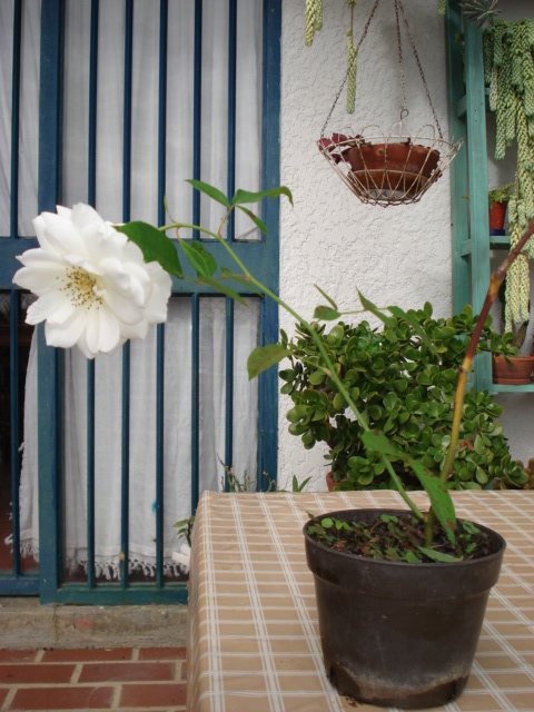 [Foto de planta, jardin, jardineria]