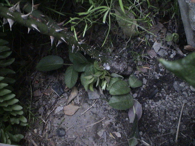 [Foto de planta, jardin, jardineria]