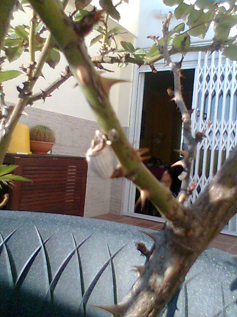 [Foto de planta, jardin, jardineria]