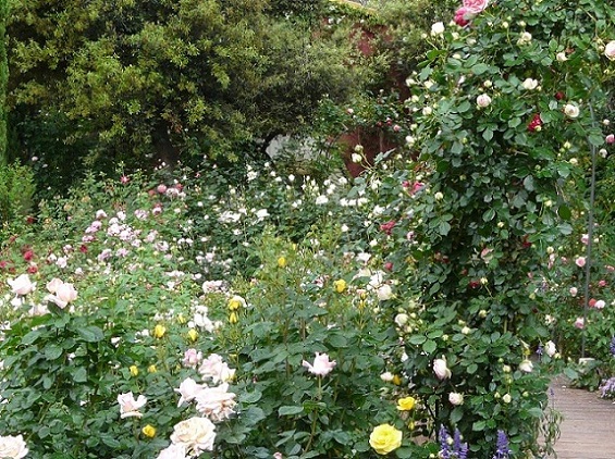 [Foto de planta, jardin, jardineria]