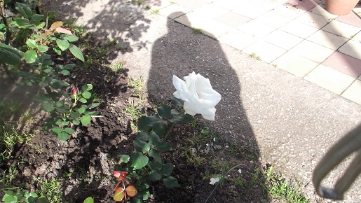 [Foto de planta, jardin, jardineria]