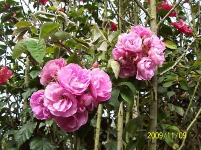 [Foto de planta, jardin, jardineria]