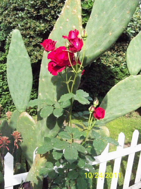 [Foto de planta, jardin, jardineria]